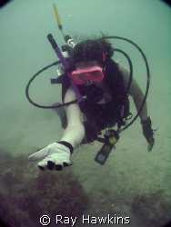 Spiders underwater.  Gulf of Mexico near Tampa Fl area (T... by Ray Hawkins 